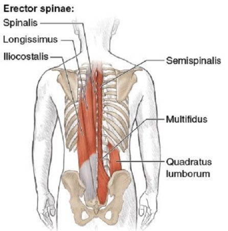 Multifidus-and-quadratus-lumborum-muscles