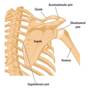 Biomechanics of shoulder